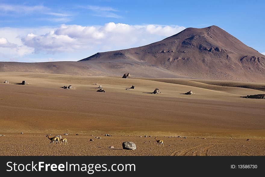 Unusual deserted stone valley with wild animals. Unusual deserted stone valley with wild animals