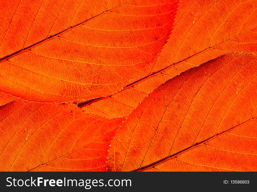 background and texture of red leaves