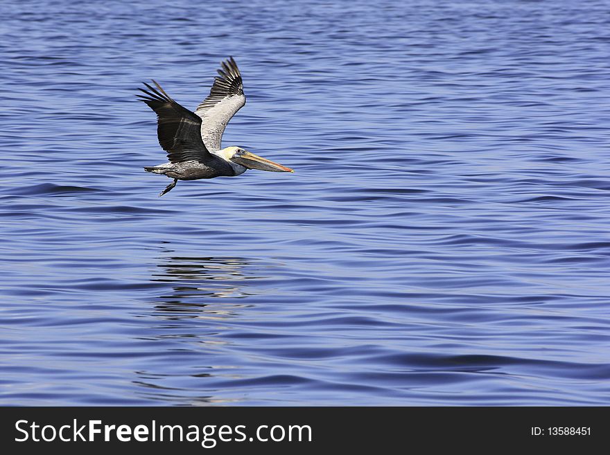 Pelican Gliding Over Blue Sea For Landing