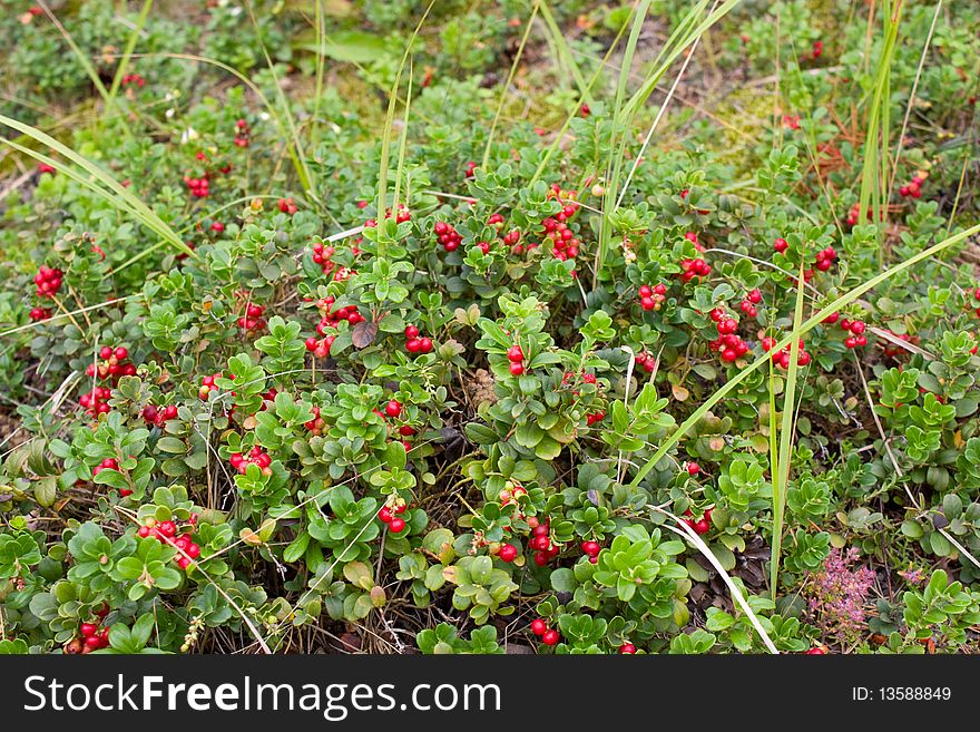 Glade of a red mature cowberry with green leaflets in wood