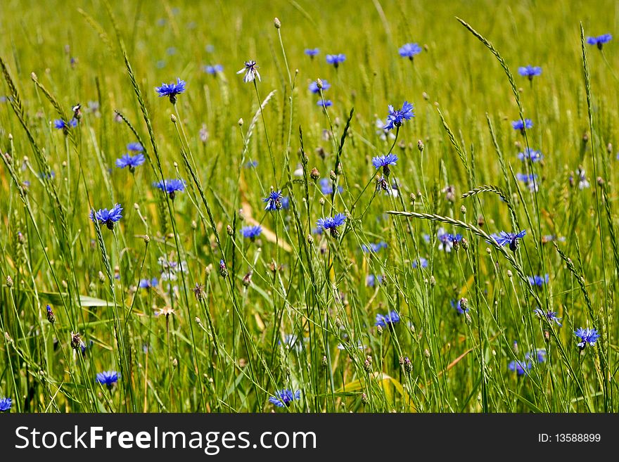 An image of flowers in summer field