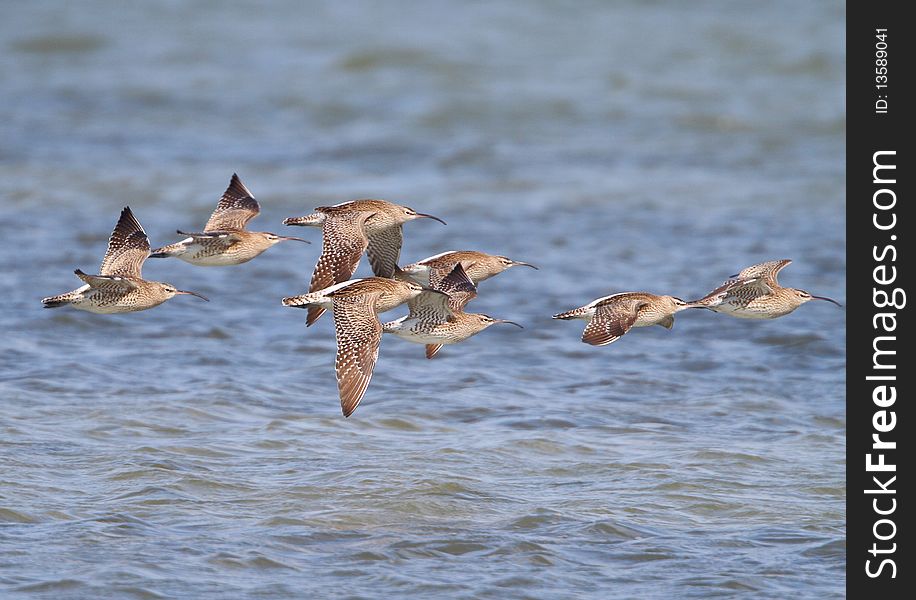 Common Whimbrels in flight in Langebaan lagoon. Common Whimbrels in flight in Langebaan lagoon