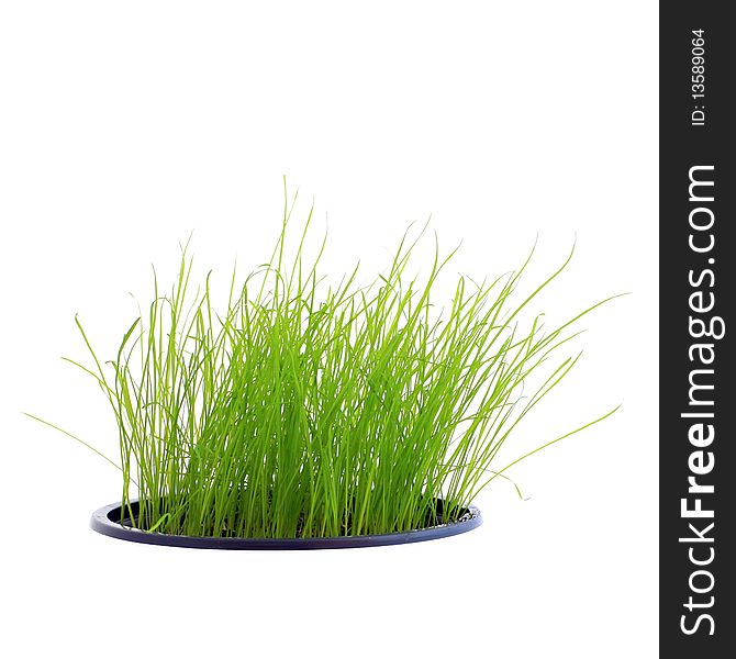 An image of green grass in a pot