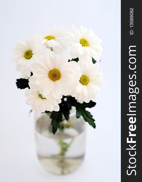 An image of white chrysanthemum in a jar. An image of white chrysanthemum in a jar