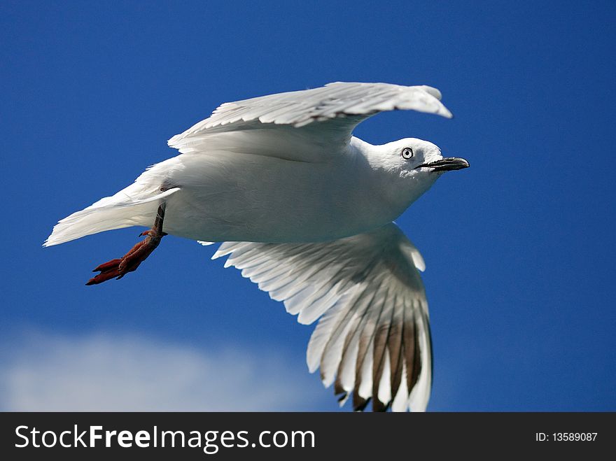 A sea gull is flying