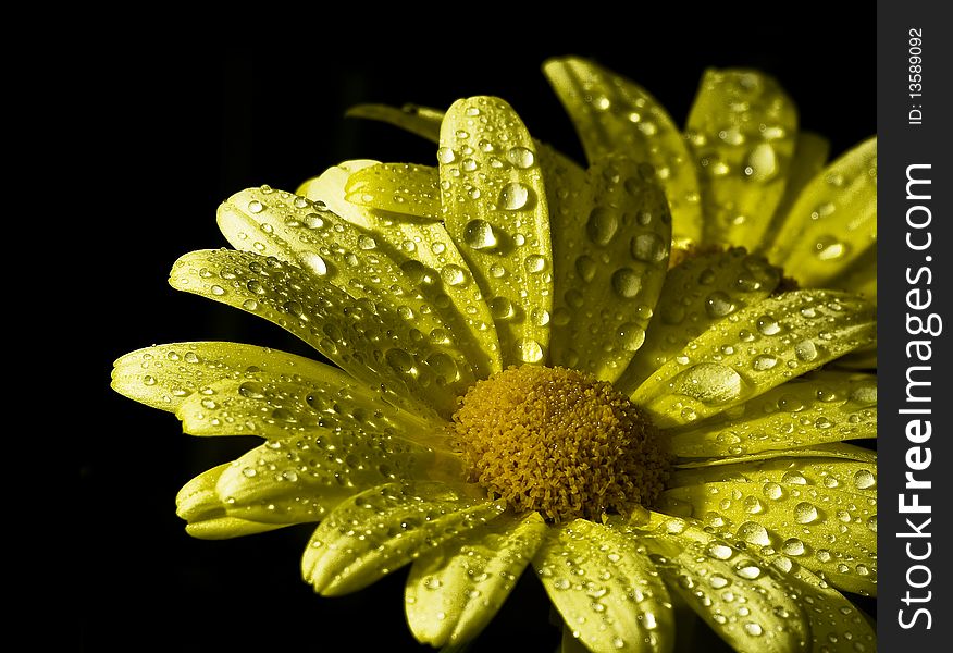 Wet yellow daisies with water drops and strong contrast