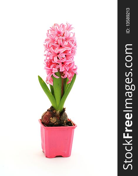 An image of pink flower in a pot