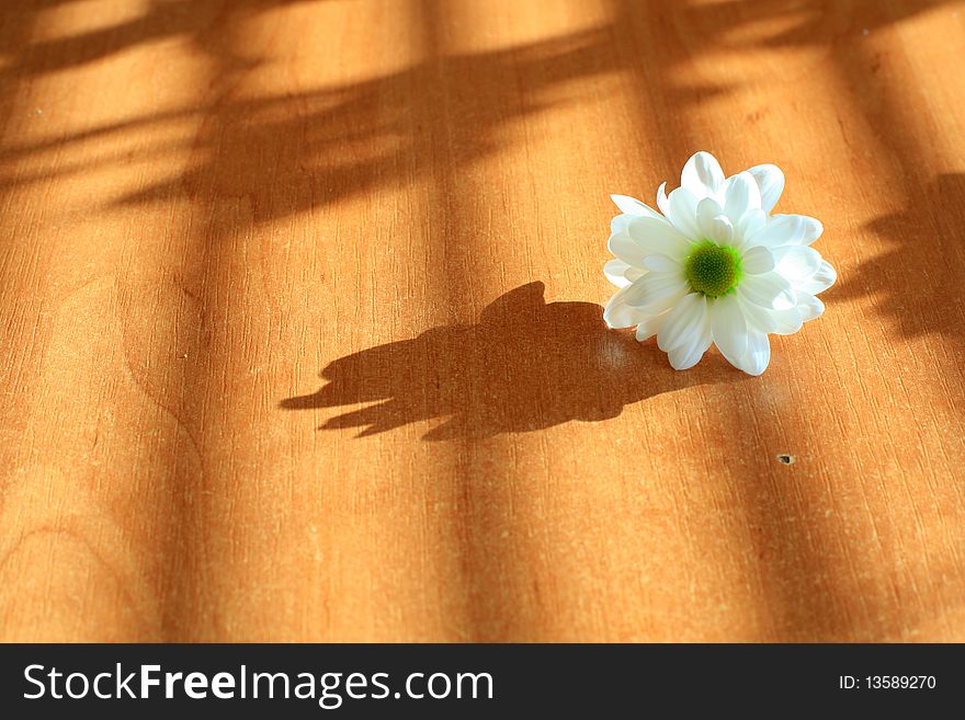 An image of a white flower on a table
