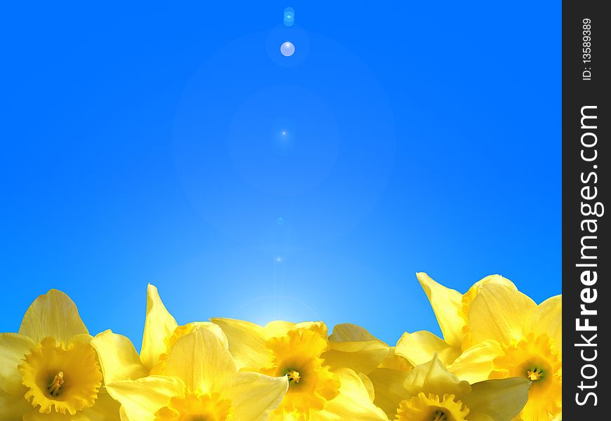 Yellow flowers on a blue sky. Yellow flowers on a blue sky