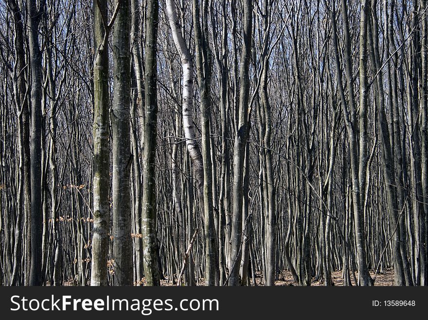 Forest of young beech trees