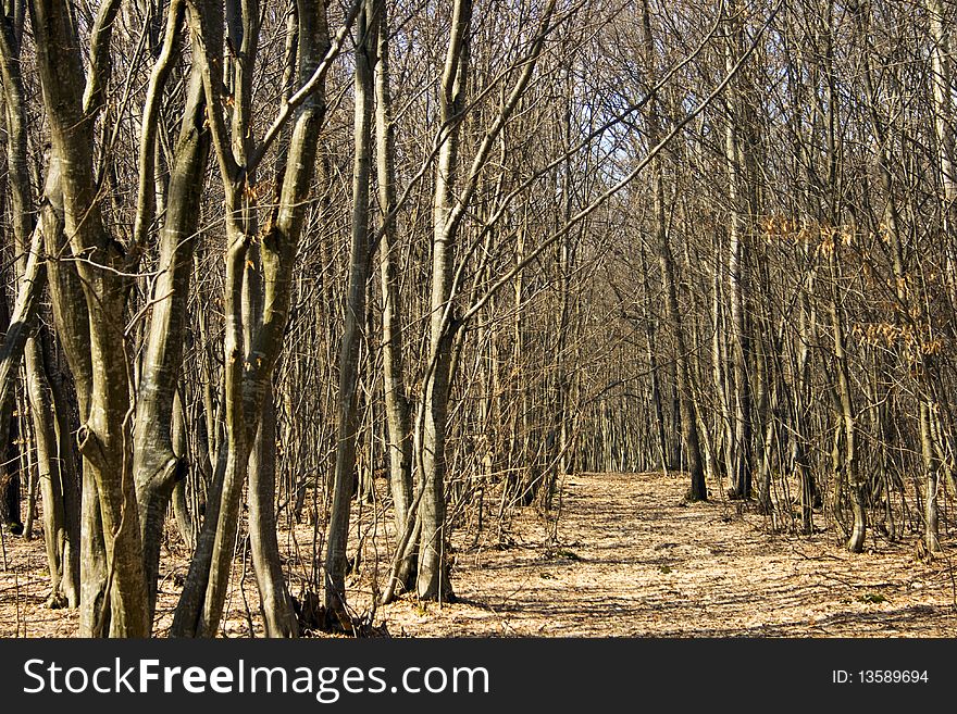 Forest of young beech trees. Forest of young beech trees