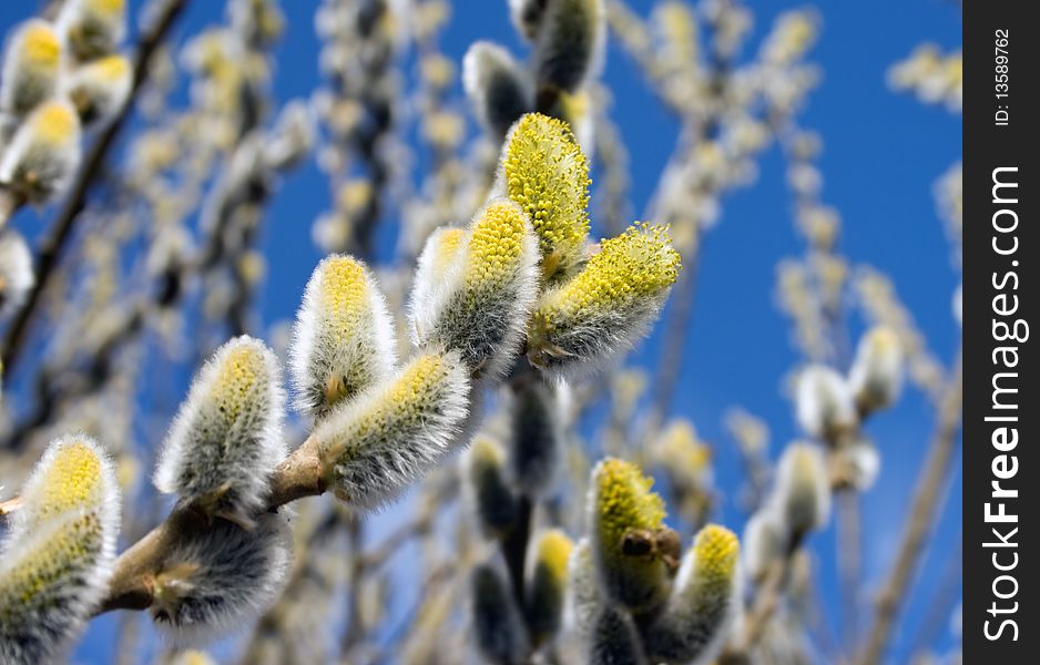 Flower of willow against the sky. Flower of willow against the sky