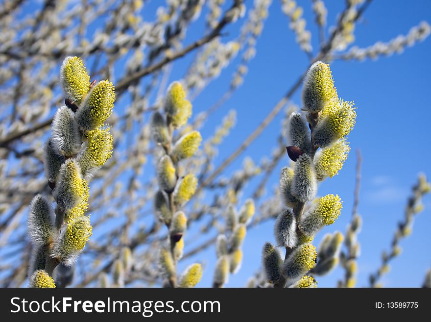 Flower of pussy willow against the sky