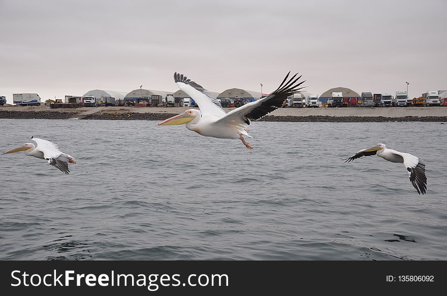 Bird, Water, Seabird, Sea