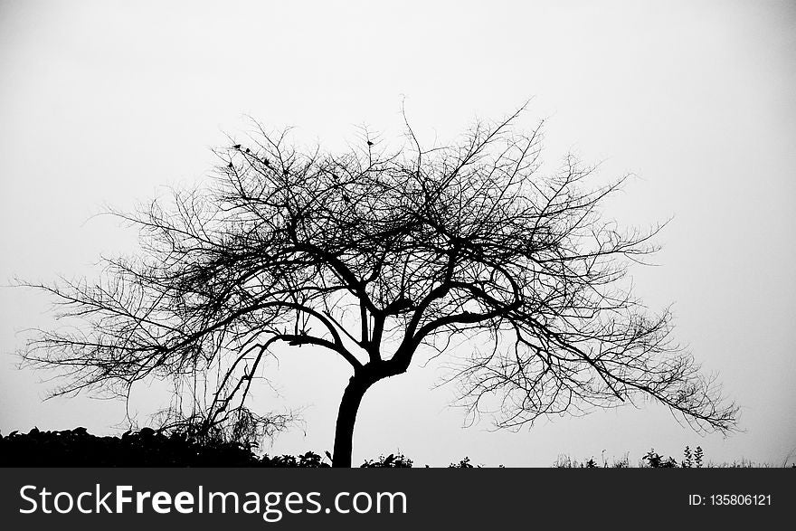 Tree, Sky, Black And White, Branch