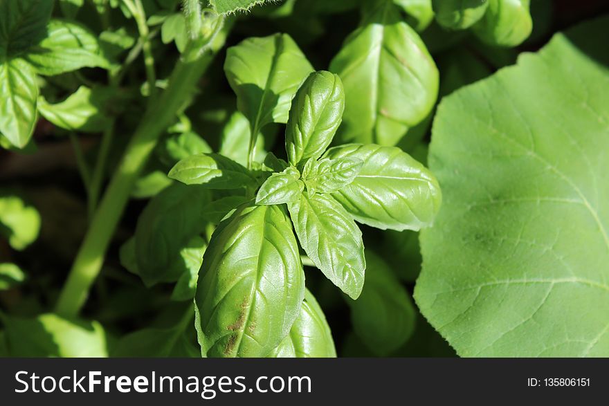 Plant, Leaf, Basil, Herb