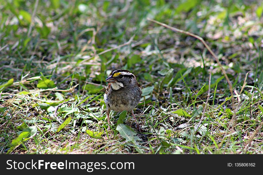 Bird, Fauna, Beak, Sparrow