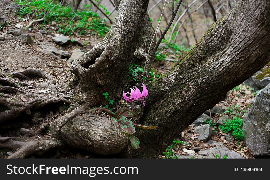 Plant, Tree, Flora, Branch