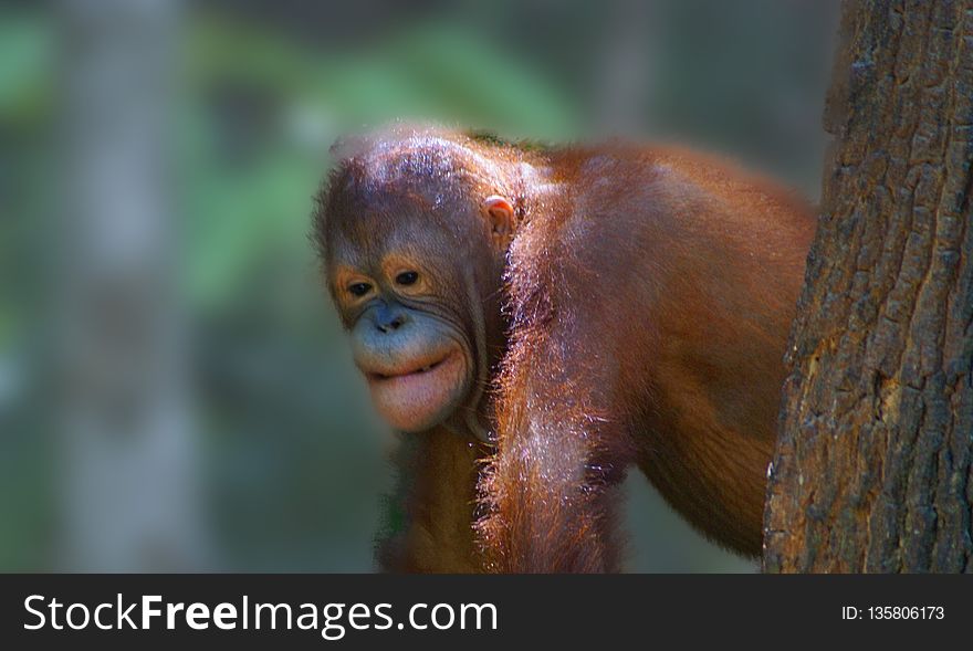 Orangutan, Mammal, Great Ape, Primate