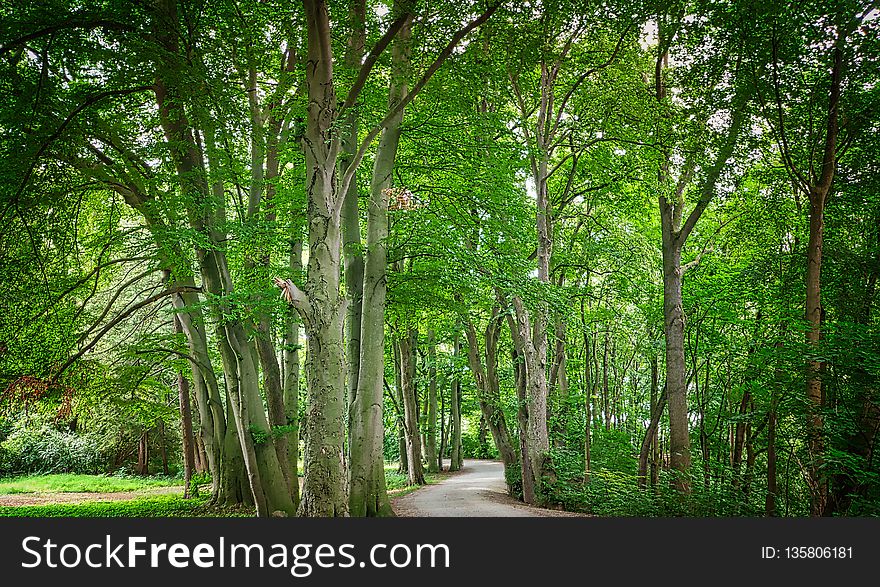 Tree, Woodland, Green, Nature
