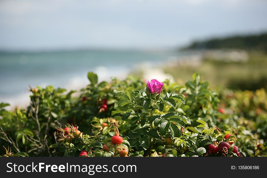 Flower, Vegetation, Plant, Flora