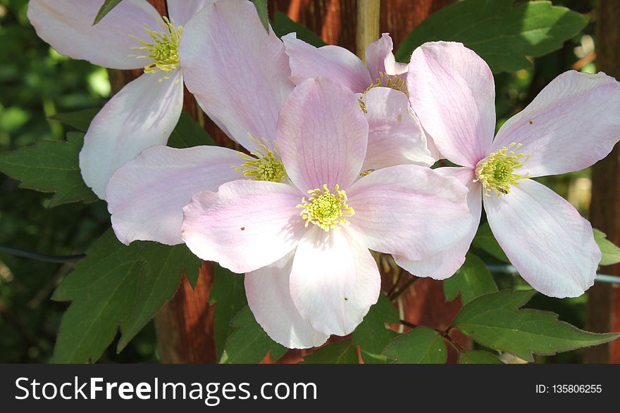 Flower, Plant, Flowering Plant, Clematis