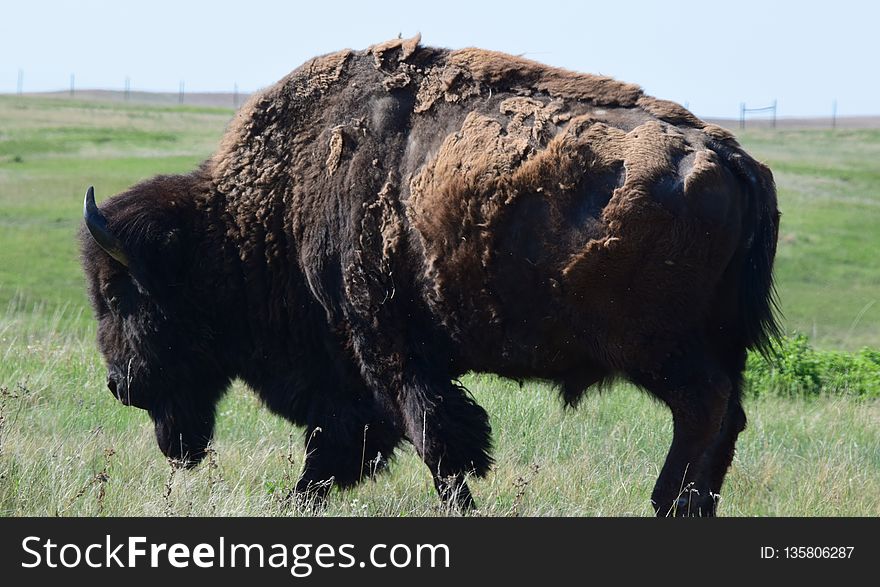 Cattle Like Mammal, Bison, Grassland, Grazing