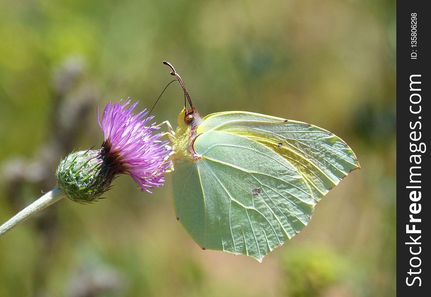 Butterfly, Insect, Moths And Butterflies, Brush Footed Butterfly