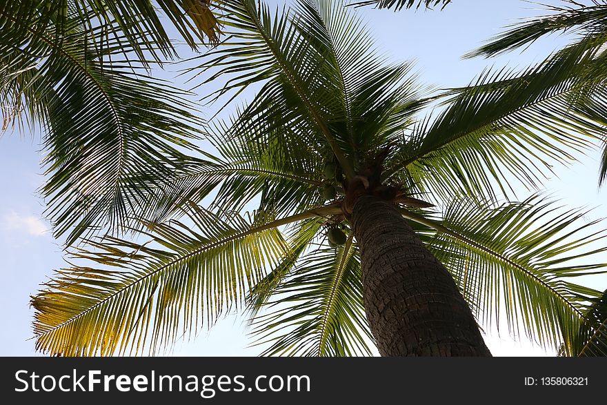 Sky, Tree, Vegetation, Palm Tree