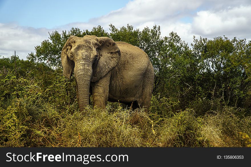 Elephants And Mammoths, Elephant, Wildlife, Indian Elephant