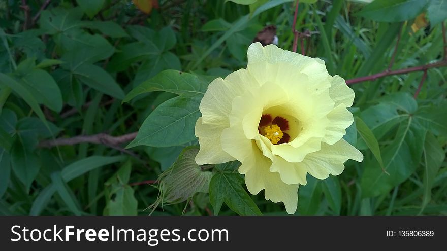 Flower, Plant, Vegetation, Flowering Plant