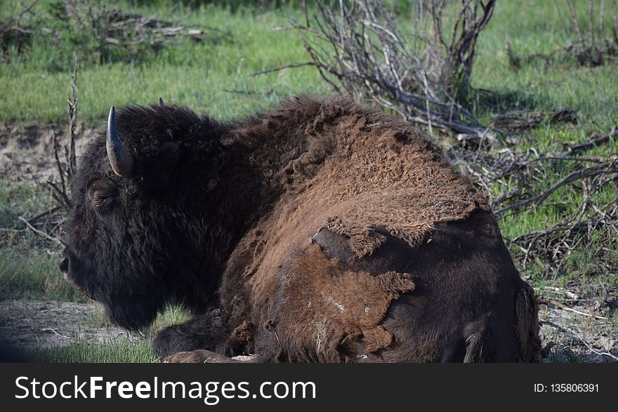 Bison, Cattle Like Mammal, Terrestrial Animal, Nature Reserve