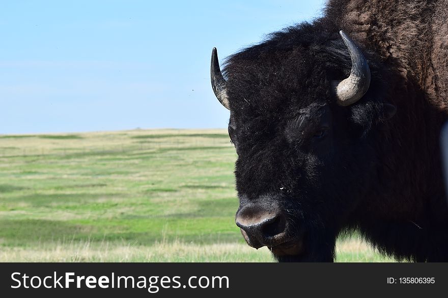 Cattle Like Mammal, Bison, Grassland, Highland