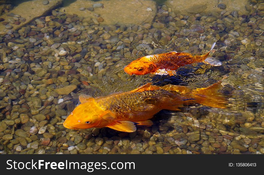 Marine Biology, Fauna, Water, Fish