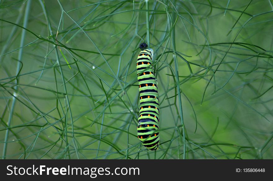 Ecosystem, Caterpillar, Invertebrate, Larva
