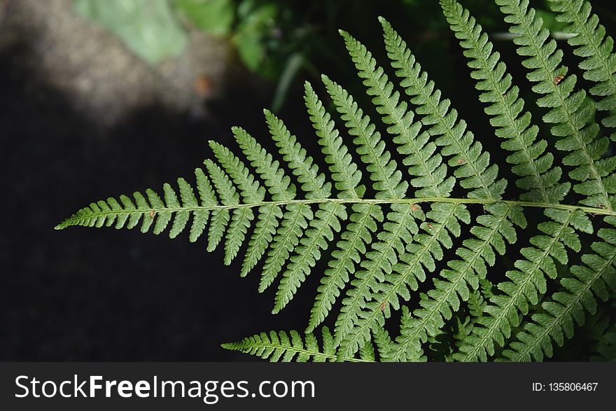 Plant, Ferns And Horsetails, Fern, Ostrich Fern