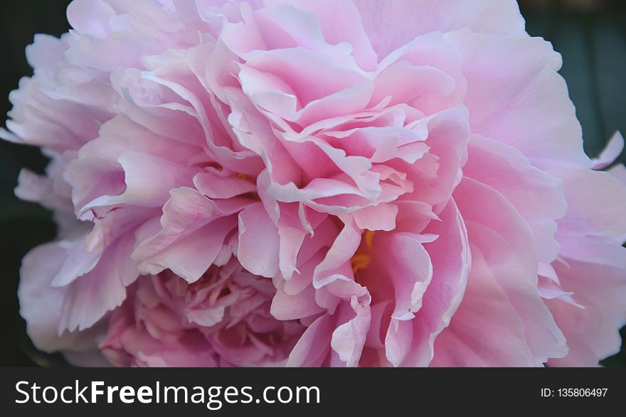 Flower, Pink, Peony, Plant