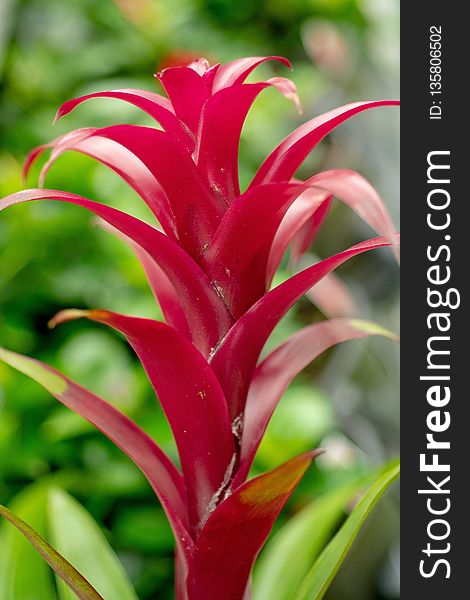 Plant, Flora, Vegetation, Heliconia