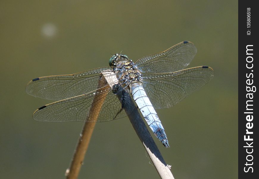 Dragonfly, Insect, Dragonflies And Damseflies, Damselfly