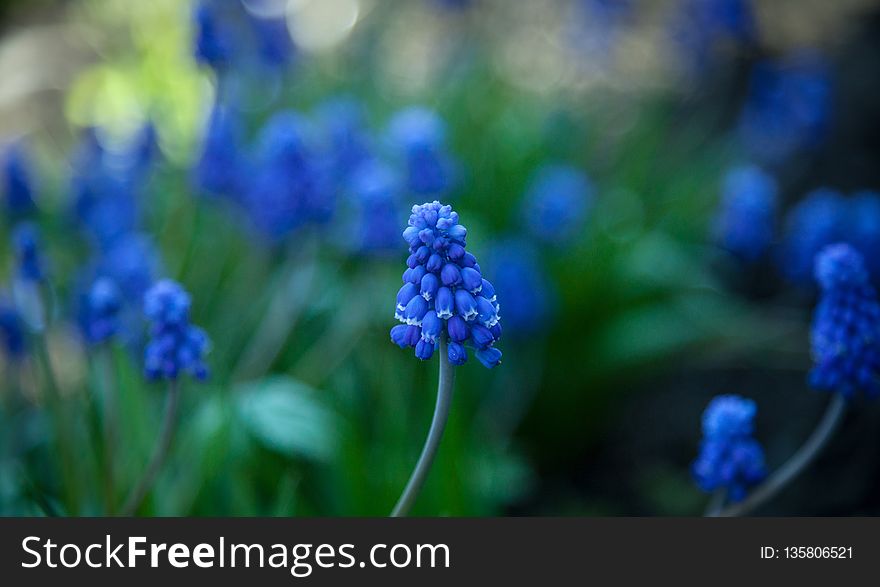 Blue, Flower, Hyacinth, Plant