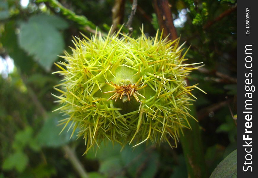 Flora, Plant, Flower, Rambutan