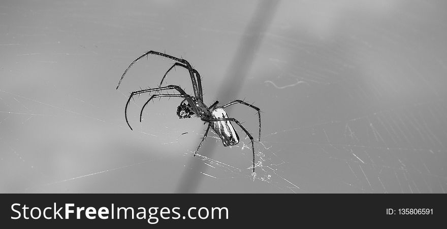 Arachnid, Spider, Black, Black And White