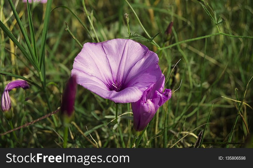 Flower, Plant, Flora, Wildflower