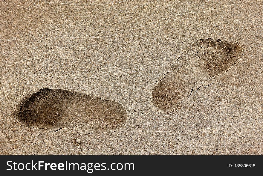 Sand, Fauna, Footprint, Organism