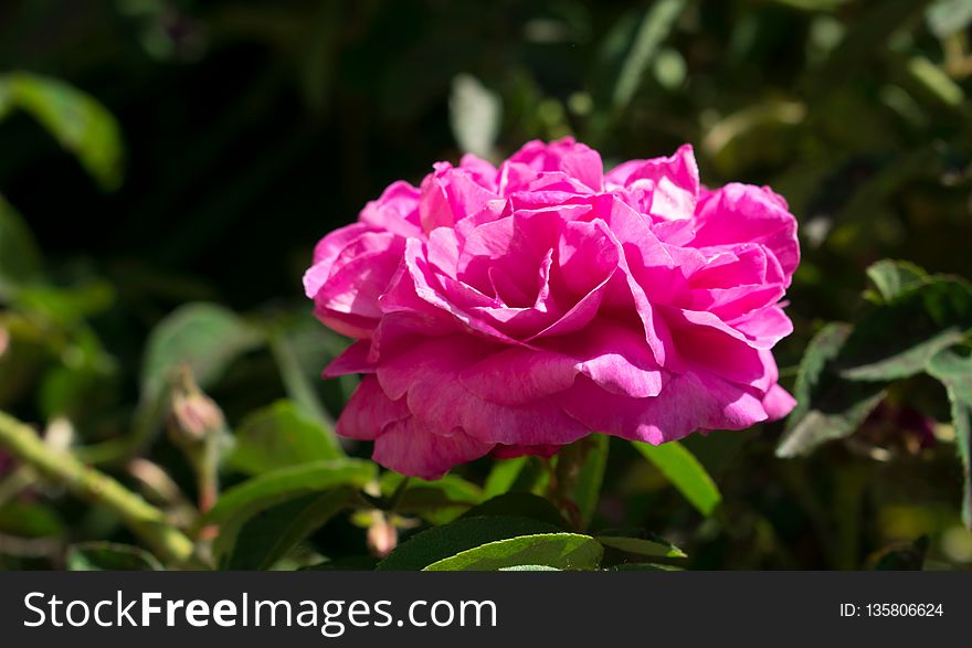 Flower, Rose Family, Plant, Pink