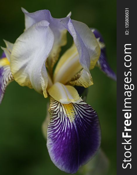 Flower, Plant, Iris Versicolor, Flora