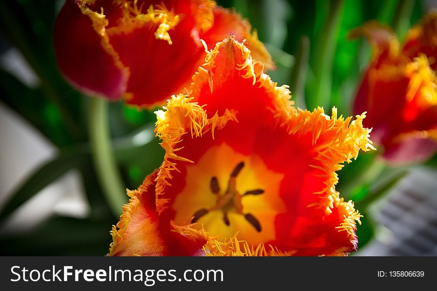 Flower, Flowering Plant, Plant, Close Up