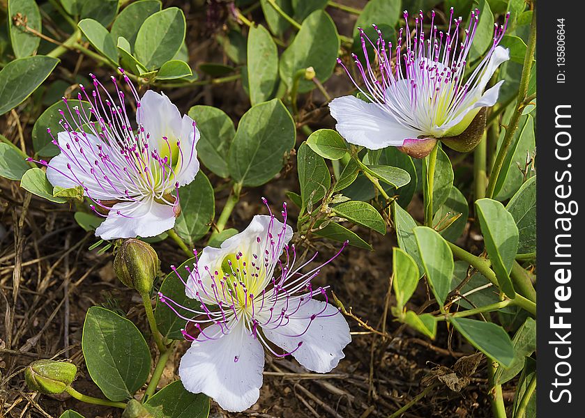 Flower, Plant, Flora, Flowering Plant