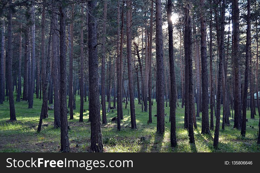 Ecosystem, Forest, Woodland, Spruce Fir Forest