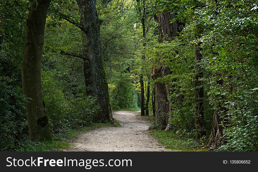 Path, Ecosystem, Woodland, Nature